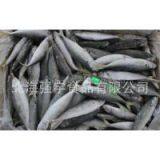 Frozen Blue Scad Whole Round thumbnail-3