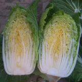 Chinese Cabbage