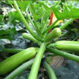 Strong Growth Jade Green High Yield Zucchini Seed No.78 thumbnail-5