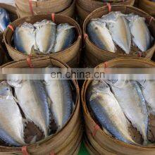 IQF Indian Mackerel Frozen Indian Mackerel Fish Rastrelliger Kanagurta thumbnail-5