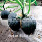 Green Bo Chinese Round Shape Orange Flesh Pumpkin Seeds