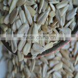 Sunflower Kernels New Product Confectionary Grade thumbnail-2
