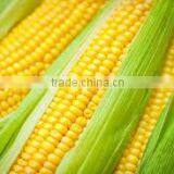 Maize 99% Purity thumbnail-2