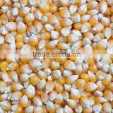 Yellow Corn #2 As Animal Feed thumbnail-1