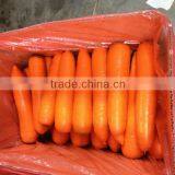 New Carrot, Fresh Carrot, New Crop Carrot thumbnail-1