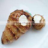 Fresh Eddo thumbnail-1