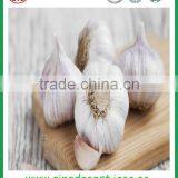 Fresh White Garlic From Chinese Garlic Hometown Jinxiang thumbnail-2