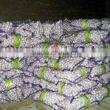 Supplying Fresh Garlic thumbnail-1