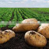 Fresh Bulk Potatoes for Sale 2016 Crop thumbnail-3