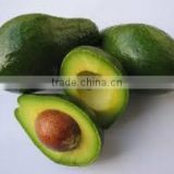 avocado oil for sales