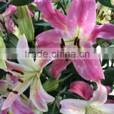Hot sale fresh four heads perfume lily flowers for decoration