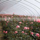 China Supplier Tunnel Greenhouse for Fruit thumbnail-4