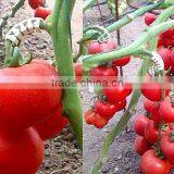 Clear Tomato Grafting Plant Clips thumbnail-1