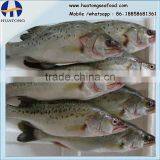 Frozen Seabass Lateolabrax Japinicus From Zhejiang of China thumbnail-1