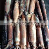 Major Products Japanese Squid thumbnail-1