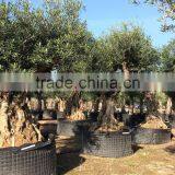 Ancient Olive Tree - Olea Europaea thumbnail-4