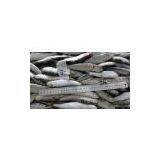 Supply Sardine thumbnail-1