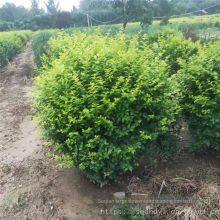 the Price of Ligustrum Vicaryi Balls is Cheap and the Survival Rate is High. thumbnail-4