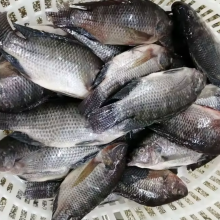 Tilapia thumbnail-1