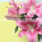 China Fresh Cut Flower Lily Promotional Lili and Rose Flower thumbnail-1
