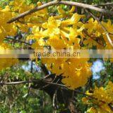 Tabebuia Chrysantha, Araguaney,Yellow Ipe thumbnail-1