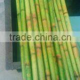 Decorative Bamboo Pole thumbnail-3