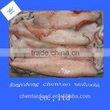 Best Frozen Loligo Gahi Squid Sale for Importers