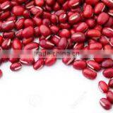 Competitive Price an Red Kidney Bean From Vietnam for Sale thumbnail-1