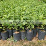 HST 100 Rose Oil Solvent Extraction Equipment thumbnail-6