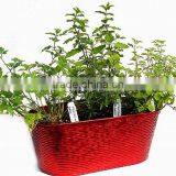 Holiday Growing Kits, Holiday Garden Gifts, Xmas Garden Kits thumbnail-1