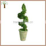 Potted Spiral Preserved Boxwood Plant thumbnail-1