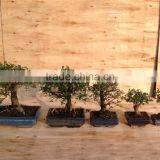Ulmus ( Chinese Elm) Bonsai Tree Ball Shape thumbnail-1