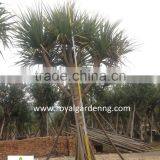 Pandanus Utilis High 4-5m Landscaping Tree thumbnail-6