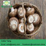 Shiitake Mushroom thumbnail-3