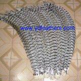 Lady Amhurst Tail Feather From China