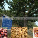 Nut Style Non-GMO Organic Roasted Chestnut Snacks thumbnail-5