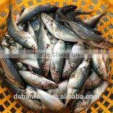 W/R FROZEN B GRADE HORSE MACKEREL thumbnail-4