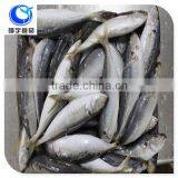 Wholesale Fishing Frozen Food Horse Mackerel