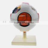 Eyeball Enlargement and Anatomy Structure Model Teaching Medical Biology Science and Education Instrument 6 Times 3 thumbnail-1