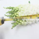 Reasonable Price Hot-sale High Germination Snapdragon Seeds thumbnail-2