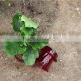 Different Size Wholesale Miniature Plant Pots With Tray thumbnail-6