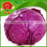 fresh Chinese organic cabbage red & purple cabbage low-temperature transport