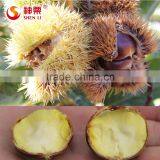 2016 Hot Sale Sweet Fresh Chestnut in Shell for Wholesale thumbnail-6