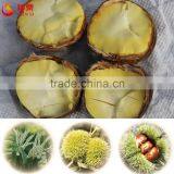 New Crop Chinese Bulk Chestnuts For Sale thumbnail-4