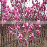 High Quality Purple Magnolia Seeds Mulan Tree Seeds For Sowing thumbnail-1
