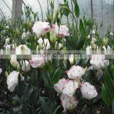 varieties of fresh cut flower eustoma, lisianthus with high quality