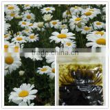 Material for sleeping mat pest control harmless pyrethrum extract pyrethrim