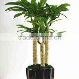 SJ030910 Factory Wholesale Garden Decorative Brazil Wood Plant thumbnail-2