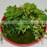 SJ3001011 Indoor Mini Bonsai Cactus Plant Artificial thumbnail-3