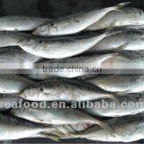 Seafood Fish Meal Fresh Horse Mackerel thumbnail-1